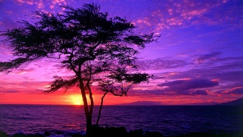 Обои дерево, закат, пейзаж, море, beautiful scenery,     дерево, tree, sunset, landscape, sea разрешение 1920x1080 Загрузить