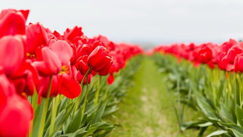 Обои цветы, макро, тюльпаны, flowers, macro, tulips разрешение 2048x1129 Загрузить