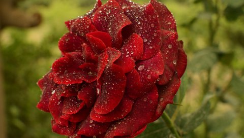 Обои цветок, роса, капли, роза, красная, краcный, flower, rosa, drops, rose, red разрешение 2000x1325 Загрузить