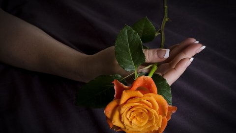 Обои рука, листья, цветок, роза, лепестки, пальцы, маникюр, ilusiones, javier, hand, leaves, flower, rose, petals, fingers, manicure разрешение 2560x1707 Загрузить