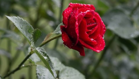 Обои цветок, роза, красная, дождь, капли воды, flower, rose, red, rain, water drops разрешение 2048x1361 Загрузить