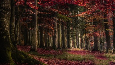 Обои свет, трава, деревья, лес, листья, утро, осень, мох, light, grass, trees, forest, leaves, morning, autumn, moss разрешение 3840x2160 Загрузить