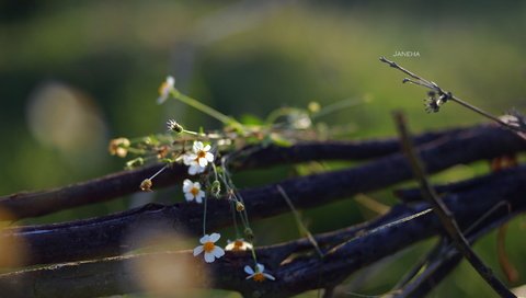 Обои цветы, природа, фон, полевые цветы, jane ha, flowers, nature, background, wildflowers разрешение 2835x1890 Загрузить