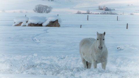 Обои лошадь, снег, природа, зима, конь, horse, snow, nature, winter разрешение 2042x1361 Загрузить
