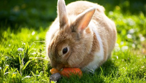 Обои трава, солнце, лето, кролик, зайцы, вс, морковка, летнее, grass, the sun, summer, rabbit, rabbits, sun, carrot разрешение 2560x1600 Загрузить