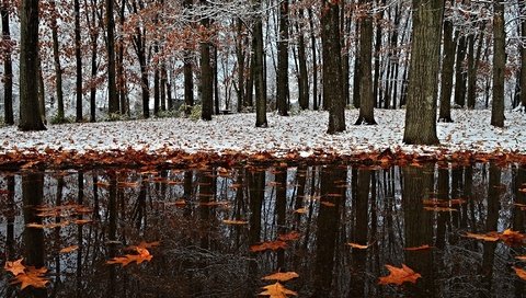 Обои снег, листья, зима, отражение, парк, осень, первый снег, snow, leaves, winter, reflection, park, autumn, the first snow разрешение 2017x1356 Загрузить