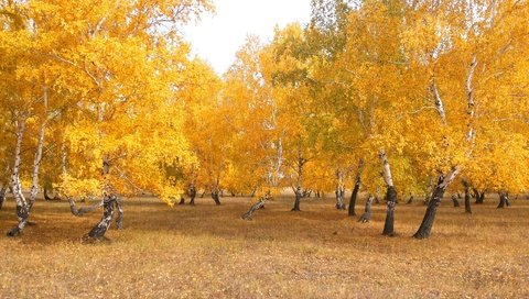 Обои деревья, природа, лес, листья, пейзаж, березы, осень, казахстан, trees, nature, forest, leaves, landscape, birch, autumn, kazakhstan разрешение 3264x2294 Загрузить