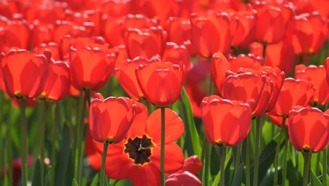 Обои бутоны, тюльпаны, много, красные тюльпаны, buds, tulips, a lot, red tulips разрешение 2048x1360 Загрузить