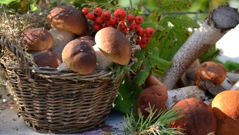 Обои грибы, корзина, рябина, боровики, mushrooms, basket, rowan разрешение 1920x1321 Загрузить