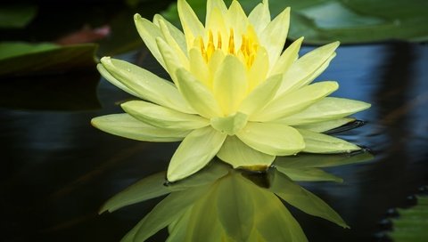 Обои вода, отражение, жёлтая, кувшинка, нимфея, водяная лилия, water, reflection, yellow, lily, nymphaeum, water lily разрешение 2048x1351 Загрузить