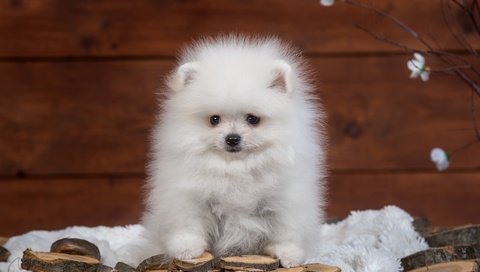 Обои пушистый, белый, щенок, шпиц, fluffy, white, puppy, spitz разрешение 4000x2604 Загрузить