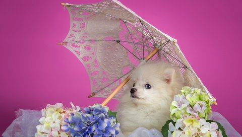 Обои белый, щенок, зонтик, гортензия, шпиц, white, puppy, umbrella, hydrangea, spitz разрешение 3000x1862 Загрузить