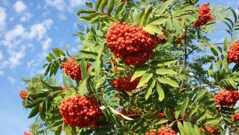 Обои небо, дерево, ветки, ягоды, плоды, гроздья, рябина, the sky, tree, branches, berries, fruit, bunches, rowan разрешение 2400x1507 Загрузить