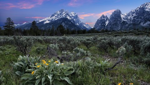 Обои цветы, горы, поле, flowers, mountains, field разрешение 2560x1756 Загрузить