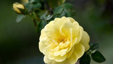Обои макро, роза, желтая роза, macro, rose, yellow rose разрешение 1920x1536 Загрузить