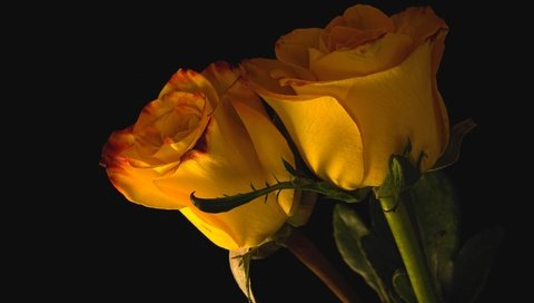 Обои бутоны, розы, пара, желтые, buds, roses, pair, yellow разрешение 3000x2002 Загрузить