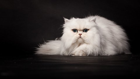 Обои кошка, темный фон, белая, персидская, cat, the dark background, white, persian разрешение 2048x1152 Загрузить