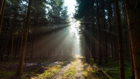 Обои дорога, деревья, лес, солнечный свет, road, trees, forest, sunlight разрешение 2048x1365 Загрузить