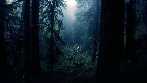 Обои ночь, деревья, лес, night, trees, forest разрешение 1920x1080 Загрузить