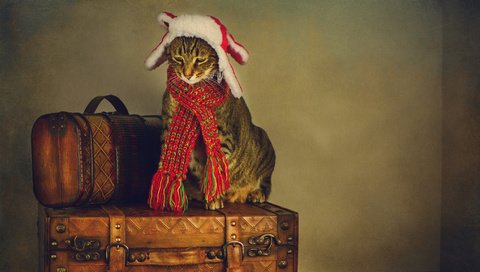 Обои стиль, шапка-ушанка, кот, путешественник, ретро, сборы, грусть, кошка, обработка, печаль, шарф, чемоданы, style, hat, cat, traveler, retro, fees, sadness, treatment, scarf, suitcases разрешение 2048x1152 Загрузить