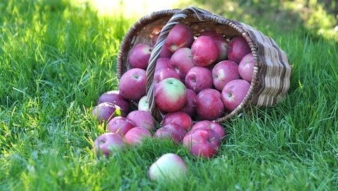 Обои трава, фрукты, яблоки, корзина, grass, fruit, apples, basket разрешение 3000x1918 Загрузить