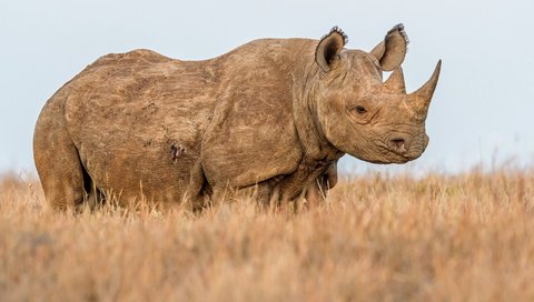 Обои природа, фон, носорог, nature, background, rhino разрешение 2047x1275 Загрузить