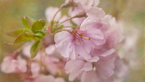 Обои цветение, текстура, макро, вишня, сакура, цветки, flowering, texture, macro, cherry, sakura, flowers разрешение 2048x1365 Загрузить