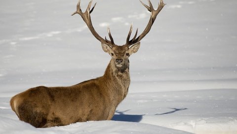 Обои снег, олень, зима, рога, сугробы, snow, deer, winter, horns, the snow разрешение 2880x1920 Загрузить