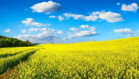 Обои небо, цветы, природа, поле, рапс, желтые.облака, the sky, flowers, nature, field, rape, yellow.clouds разрешение 2880x1622 Загрузить