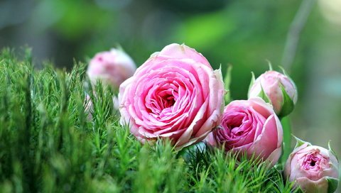 Обои цветы, трава, природа, розы, розовые, лежат, розовые розы, flowers, grass, nature, roses, pink, lie, pink roses разрешение 2560x1600 Загрузить