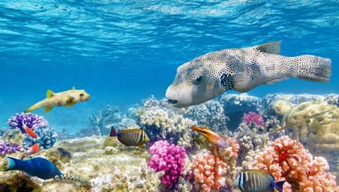 Обои море, рыбы, океан, кораллы, риф, подводный мир, sea, fish, the ocean, corals, reef, underwater world разрешение 2560x1600 Загрузить