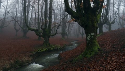 Обои деревья, река, лес, туман, осень, мох, trees, river, forest, fog, autumn, moss разрешение 2048x1367 Загрузить