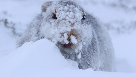 Обои снег, зима, мордочка, взгляд, заяц, заяц белый, заяц-беляк, snow, winter, muzzle, look, hare, hare white разрешение 2048x1365 Загрузить
