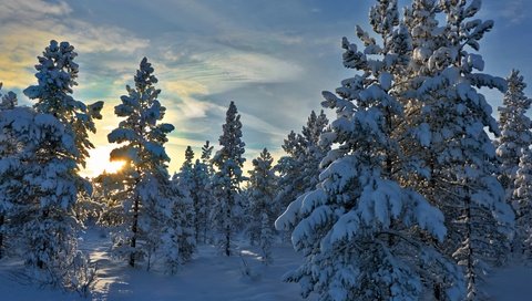 Обои деревья, снег, лес, зима, норвегия, stene, норвегии, hedmark fylke, хедмарк, trees, snow, forest, winter, norway, hedmark разрешение 4393x2962 Загрузить