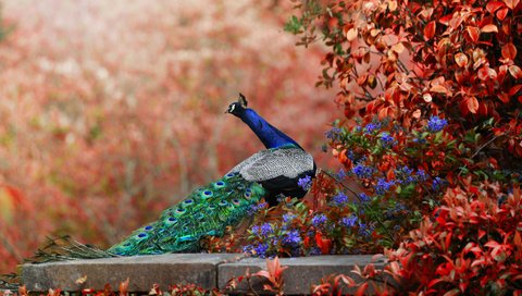 Обои цветы, птица, павлин, хвост, боке, flowers, bird, peacock, tail, bokeh разрешение 2048x1152 Загрузить