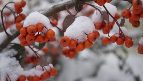 Обои снег, природа, зима, макро, мороз, ягода, рябина, snow, nature, winter, macro, frost, berry, rowan разрешение 4608x3072 Загрузить