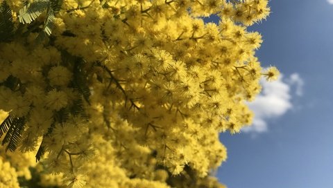 Обои небо, цветы, ветки, весна, мимоза, the sky, flowers, branches, spring, mimosa разрешение 4032x2903 Загрузить