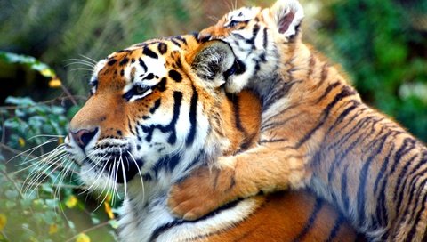 Обои тигр, животные, тигренок, дикие кошки, tiger, animals, wild cats разрешение 3888x2493 Загрузить