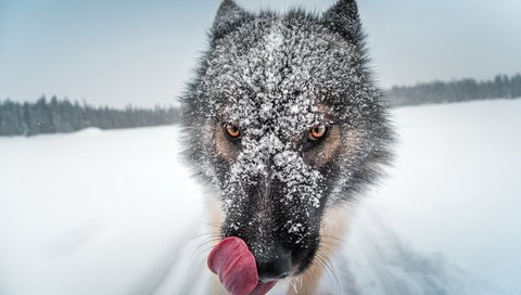 Обои глаза, волк, снег, крупным планом, природа, зима, животное, язык, нос, мех, eyes, wolf, snow, closeup, nature, winter, animal, language, nose, fur разрешение 2560x1600 Загрузить