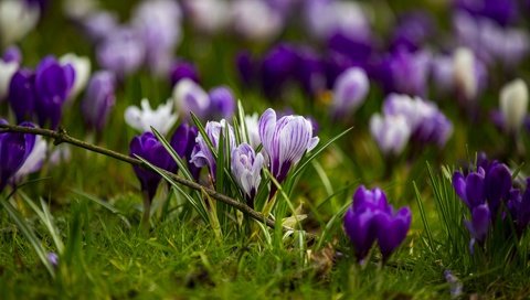 Обои цветы, трава, весна, крокусы, flowers, grass, spring, crocuses разрешение 1920x1280 Загрузить