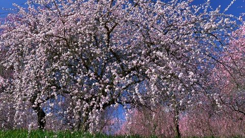 Обои дерево, цветение, весна, сакура, tree, flowering, spring, sakura разрешение 3000x2043 Загрузить