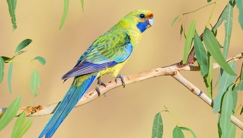 Обои птица, попугай, яркий, розелла, bird, parrot, bright, rosella разрешение 1920x1274 Загрузить