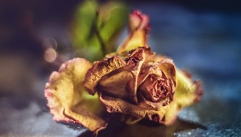 Обои макро, фон, цветок, роза, macro, background, flower, rose разрешение 1920x1282 Загрузить