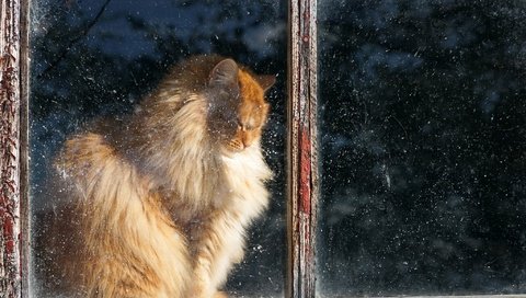 Обои кот, кошка, пушистый, дом, окно, рыжий, cat, fluffy, house, window, red разрешение 2048x1365 Загрузить
