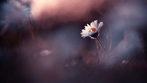 Обои цветы, лепестки, ромашка, размытость, бутон, flowers, petals, daisy, blur, bud разрешение 2500x1667 Загрузить