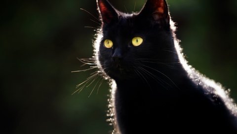Обои глаза, фон, кот, мордочка, усы, кошка, взгляд, черный, eyes, background, cat, muzzle, mustache, look, black разрешение 2048x1365 Загрузить