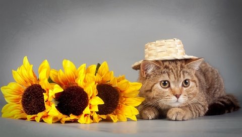 Обои глаза, цветы, кот, кошка, взгляд, подсолнух, шляпка, eyes, flowers, cat, look, sunflower, hat разрешение 2560x1600 Загрузить