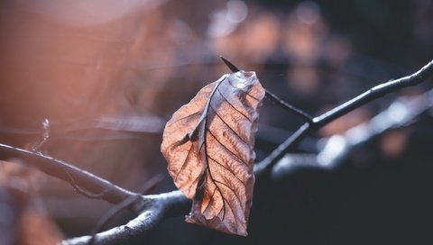 Обои ветка, природа, фон, осень, лист, размытость, сухие листья, branch, nature, background, autumn, sheet, blur, dry leaves разрешение 4872x3056 Загрузить