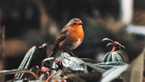 Обои природа, птица, зарянка, малиновка, nature, bird, robin разрешение 4711x3141 Загрузить