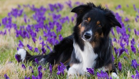 Обои цветы, взгляд, собака, весна, крокусы, бордер-колли, flowers, look, dog, spring, crocuses, the border collie разрешение 6016x4016 Загрузить